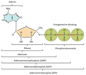 Allgemeine Struktur von ATP mit energiereichen Phosphatbindungen