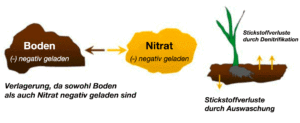 Da sowohl der Boden als auch das Nitrat negativ geladen sind, findet eine Abstoßung statt, die eine Auswaschung ermöglicht